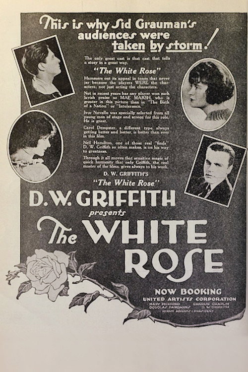 Póster de The White Rose