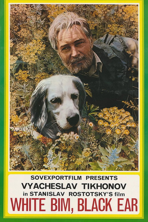 Poster von Weißer Bim, schwarzes Ohr
