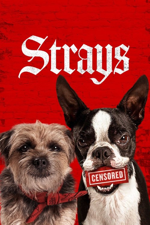 Póster de Strays