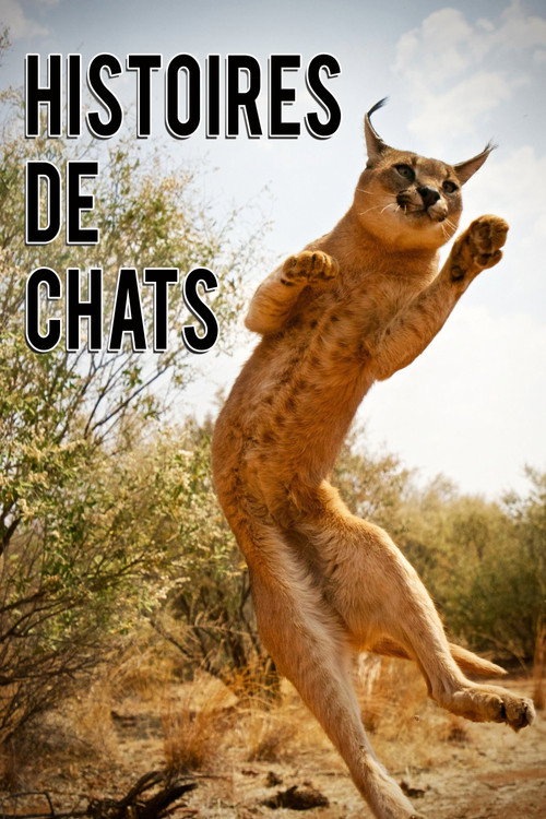 Póster de The Story of Cats