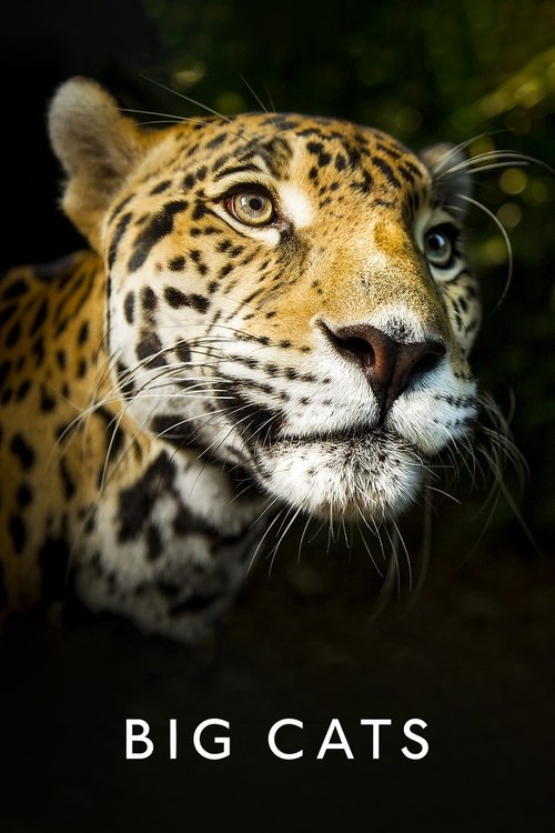 Póster de Big Cats